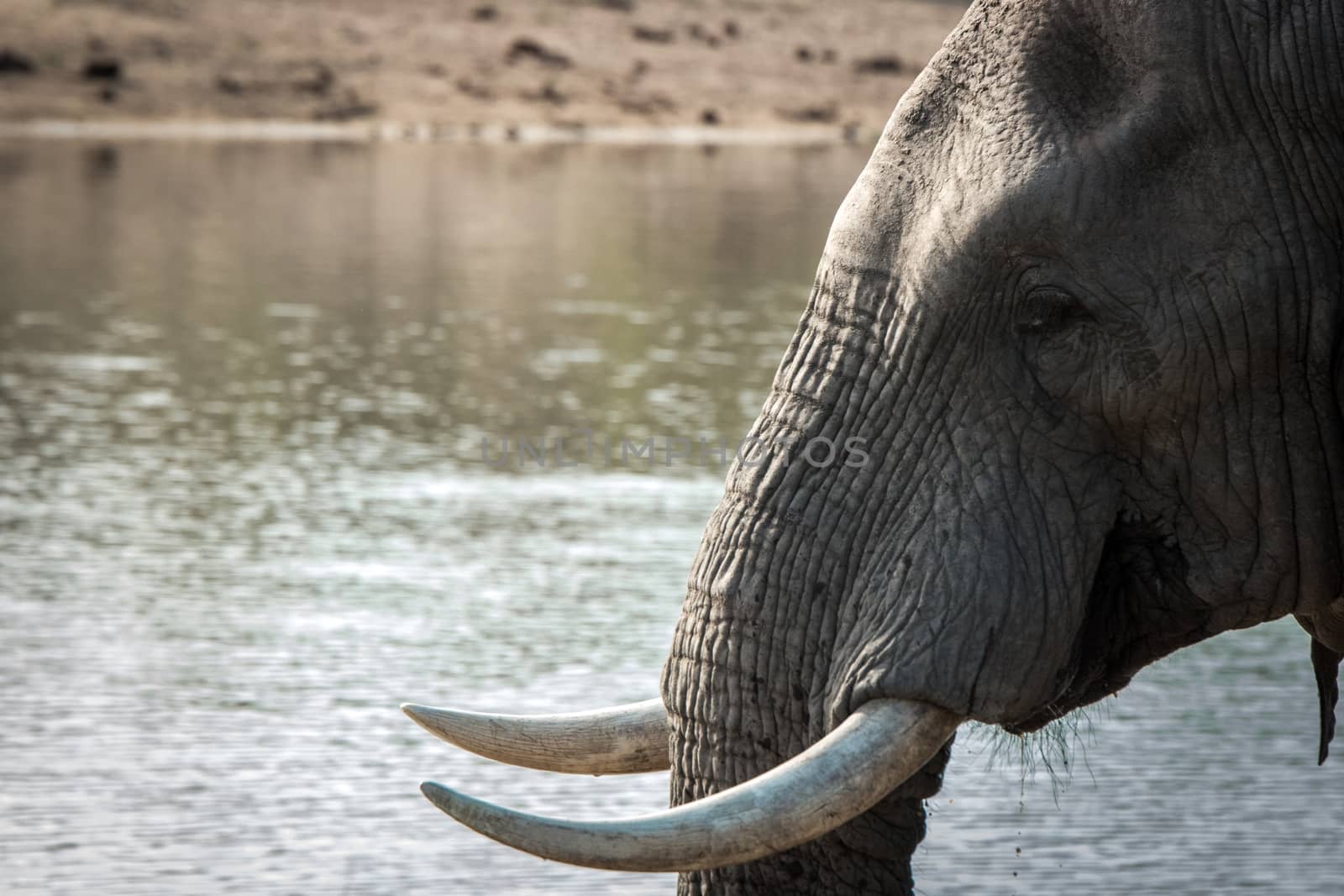 Side profile of an Elephant in the Kruger National Park. by Simoneemanphotography