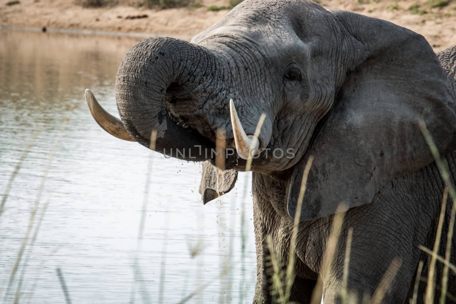 An Elephant drinking in the Kruger National Park. by Simoneemanphotography