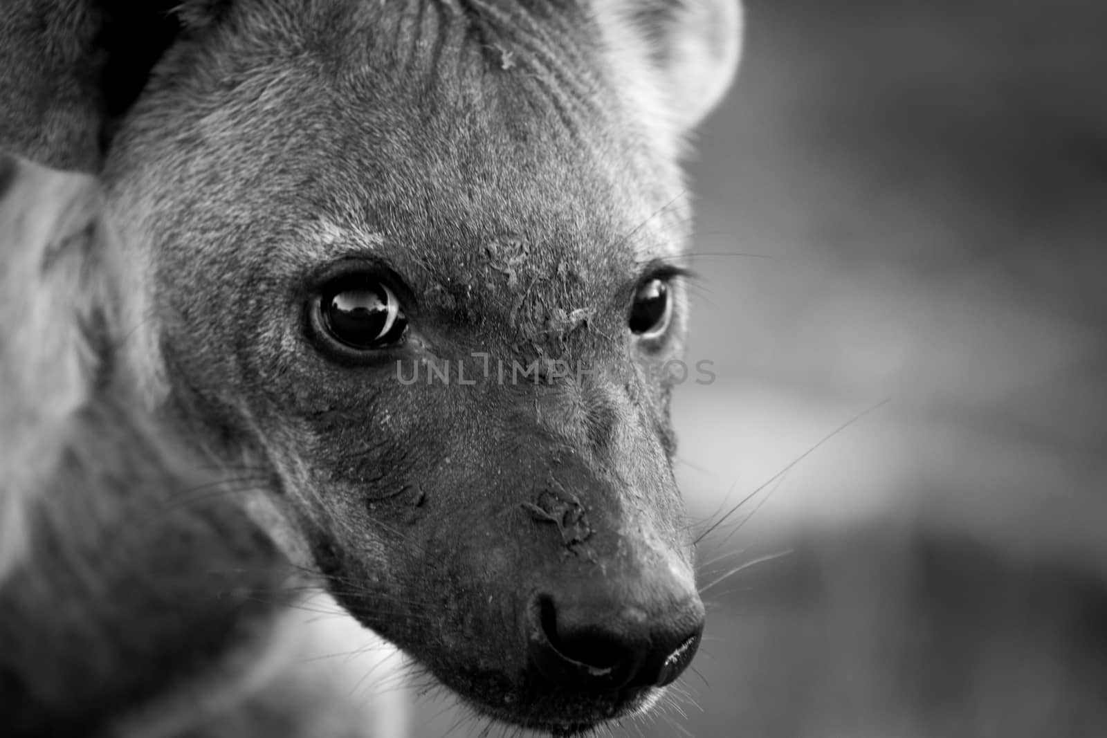 A young Spotted hyena looking at the camera in black and white in the Kruger National Park, South Africa.