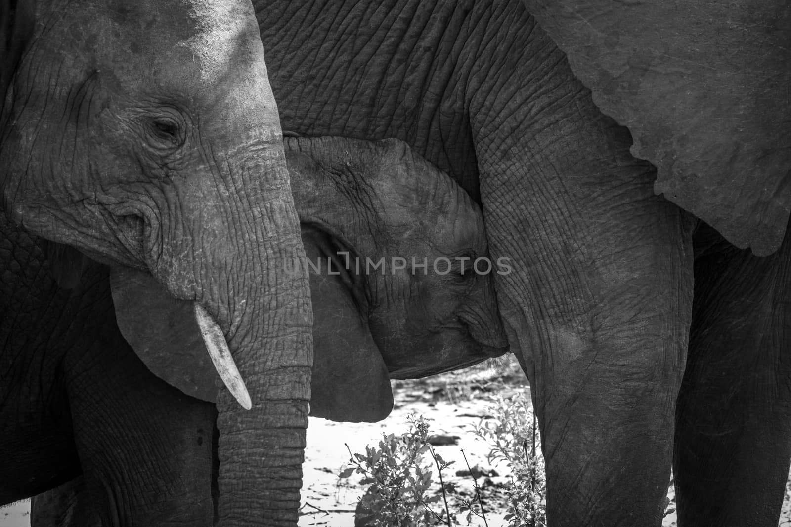 Baby Elephant suckling in black and white in the Kruger National Park, South Africa.