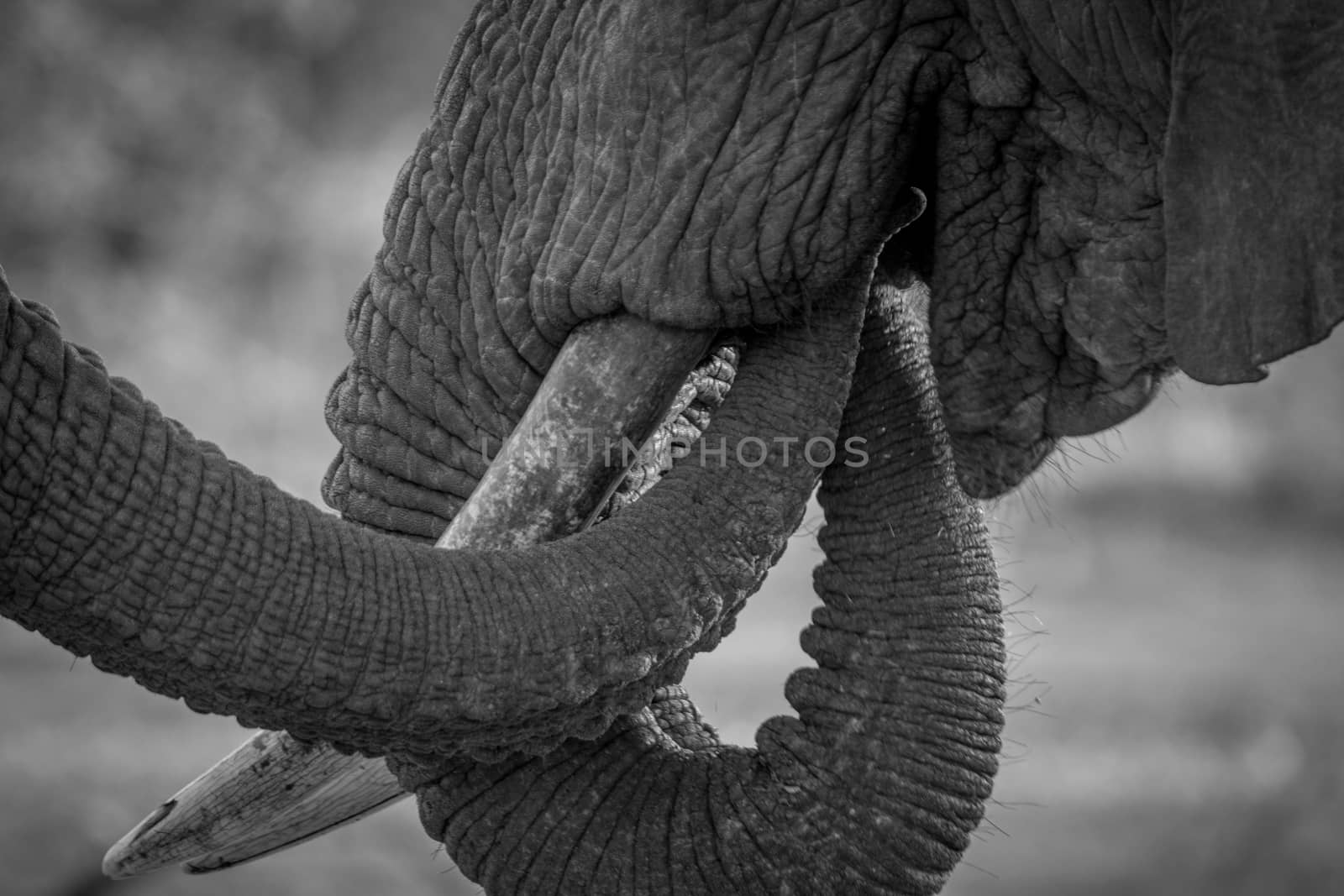 Close up of two Elephant trunks in black and white in the Kruger National Park, South Africa.