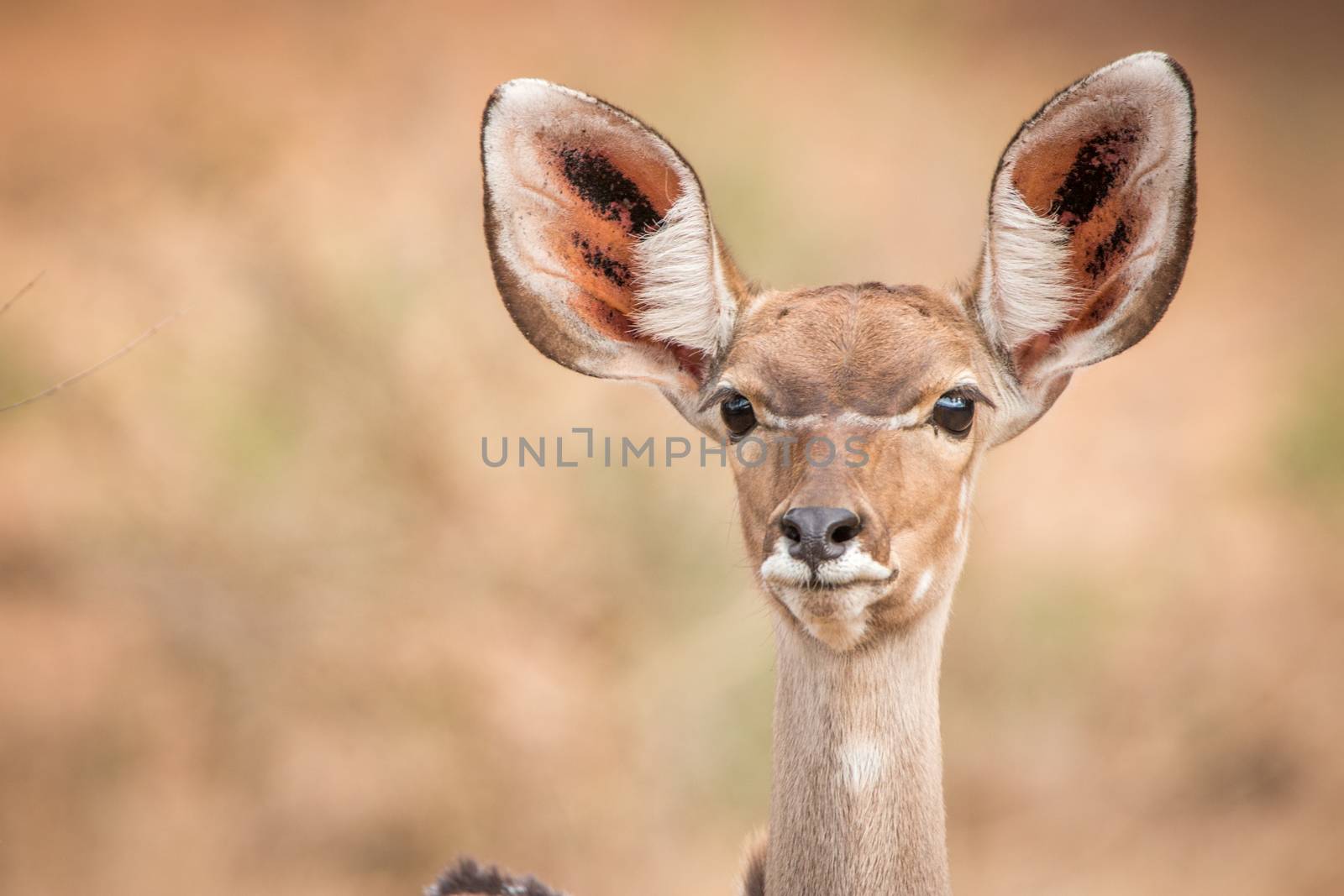 A Starring female Kudu in the Kruger National Park, South Africa.