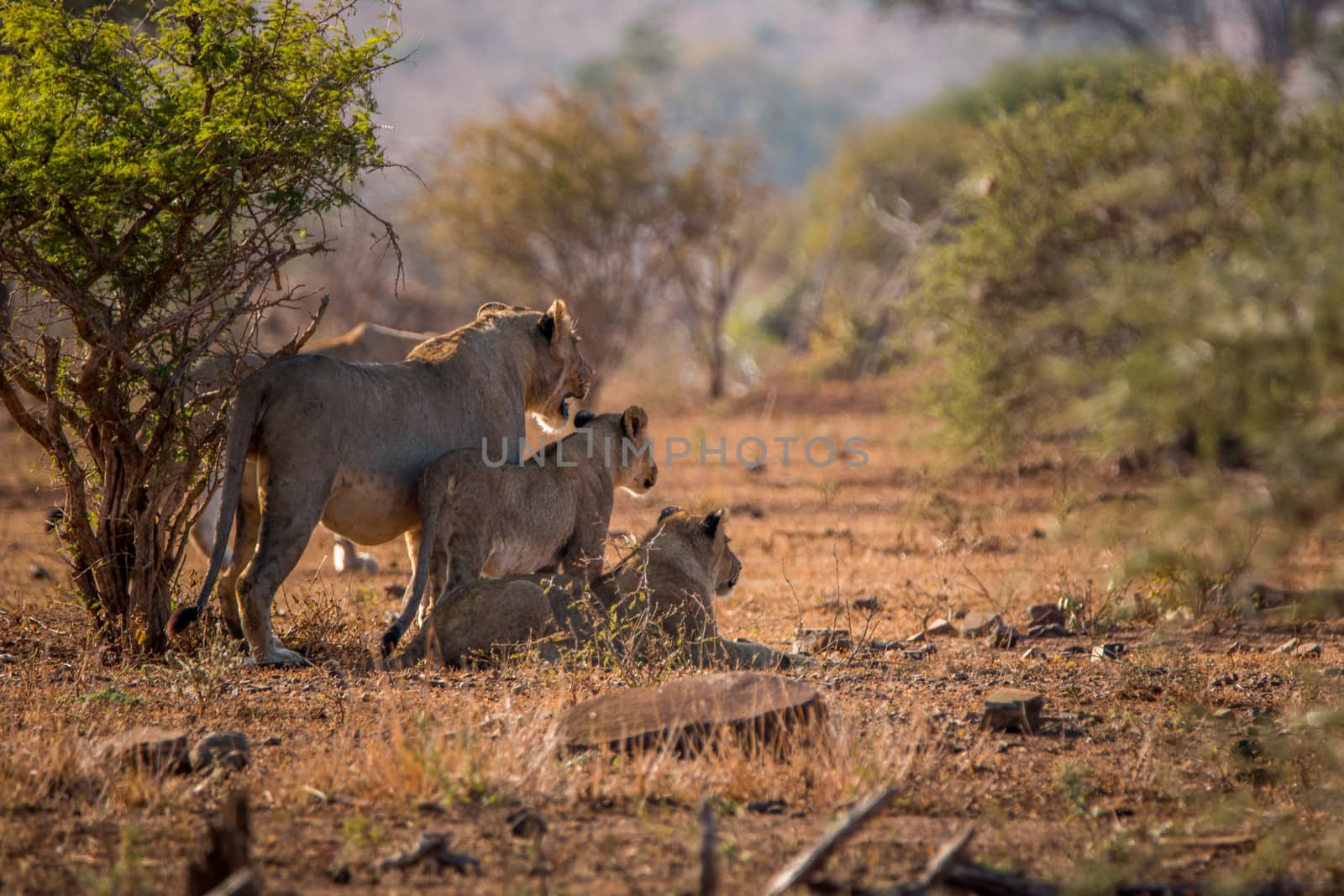 Three Lions starring in the Kruger National Park, South Africa.