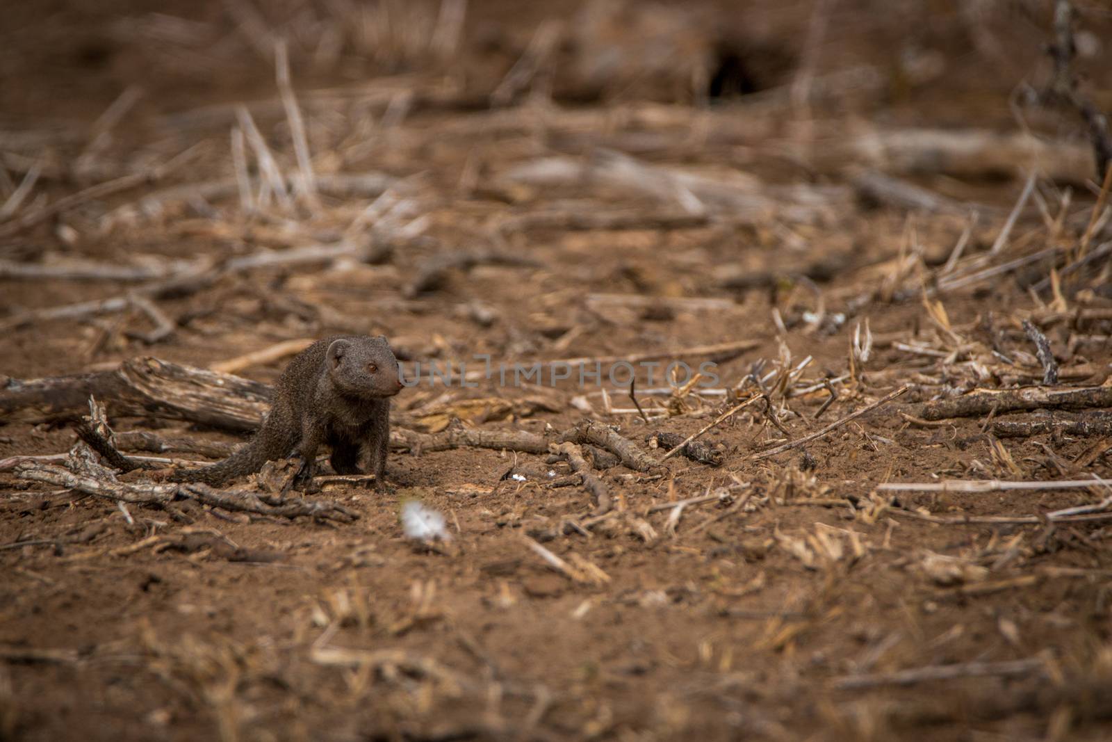 A Dwarf mongoose on the dirt in the Kruger. by Simoneemanphotography