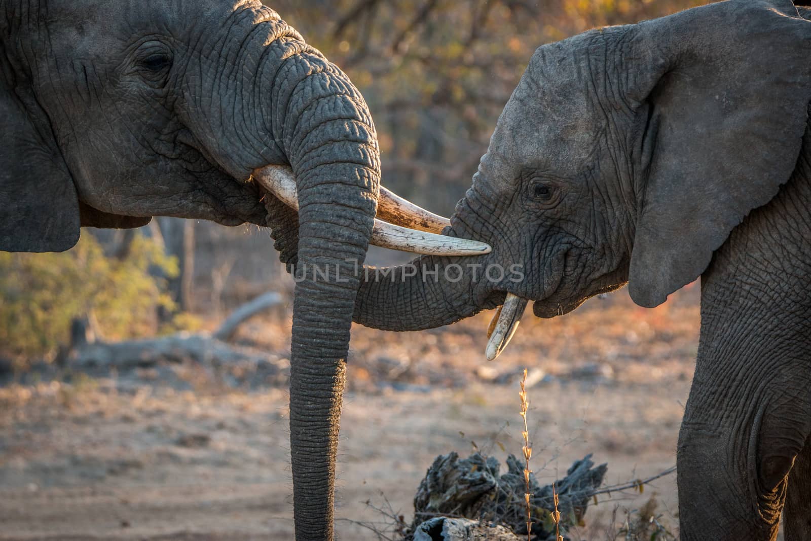 Two Elephants playing in the Kruger National Park. by Simoneemanphotography