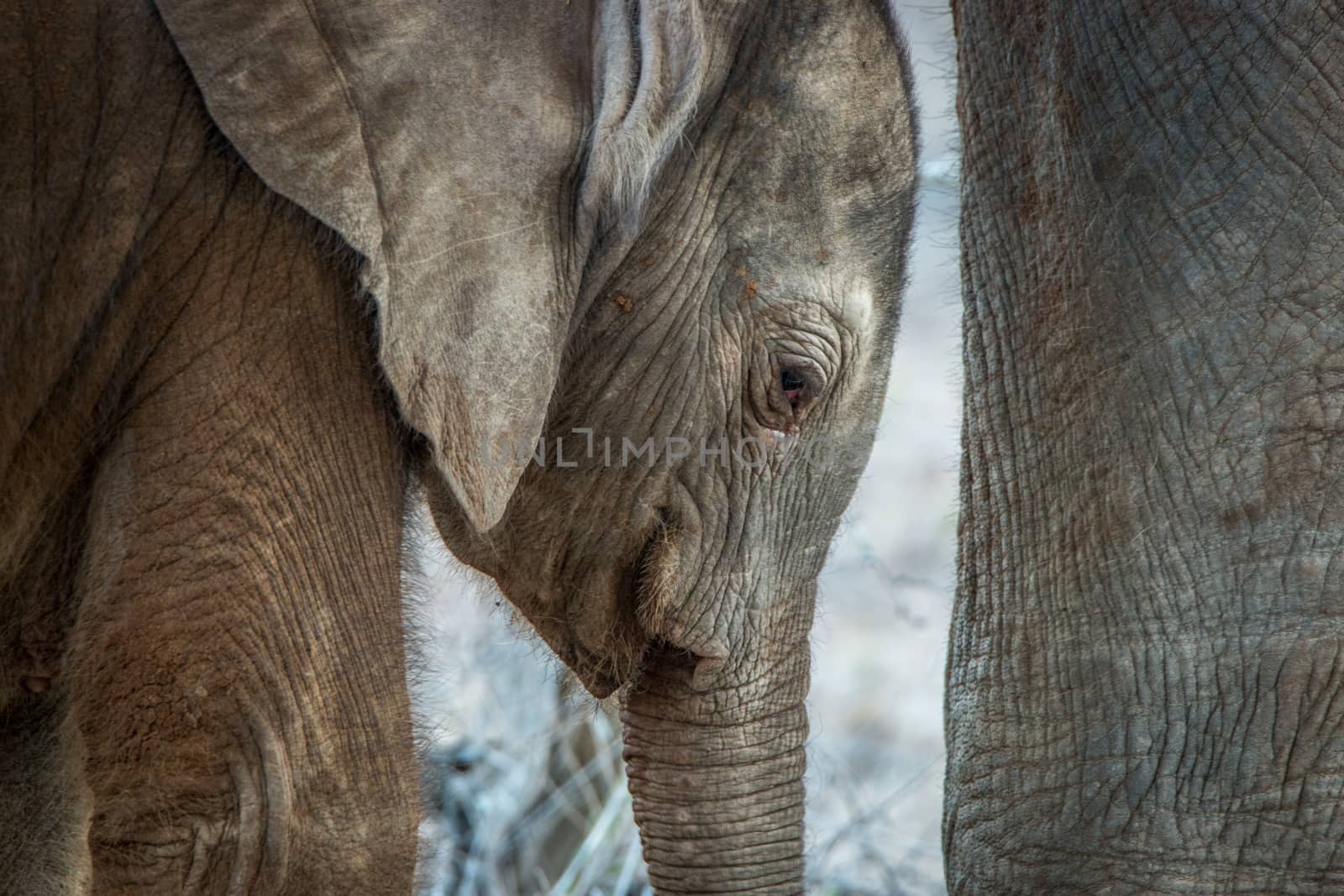 Close up of a baby Elephant in the Kruger National Park. by Simoneemanphotography