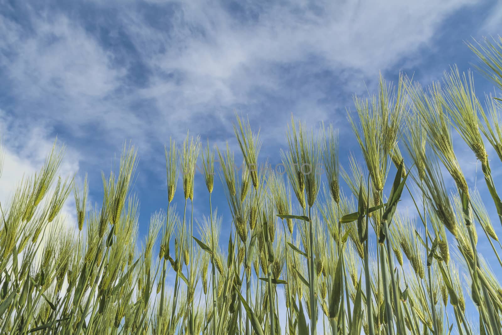 Wheat ears against the blue cloudy sky