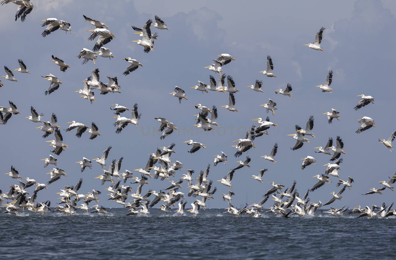 migration of pelicans by fogen