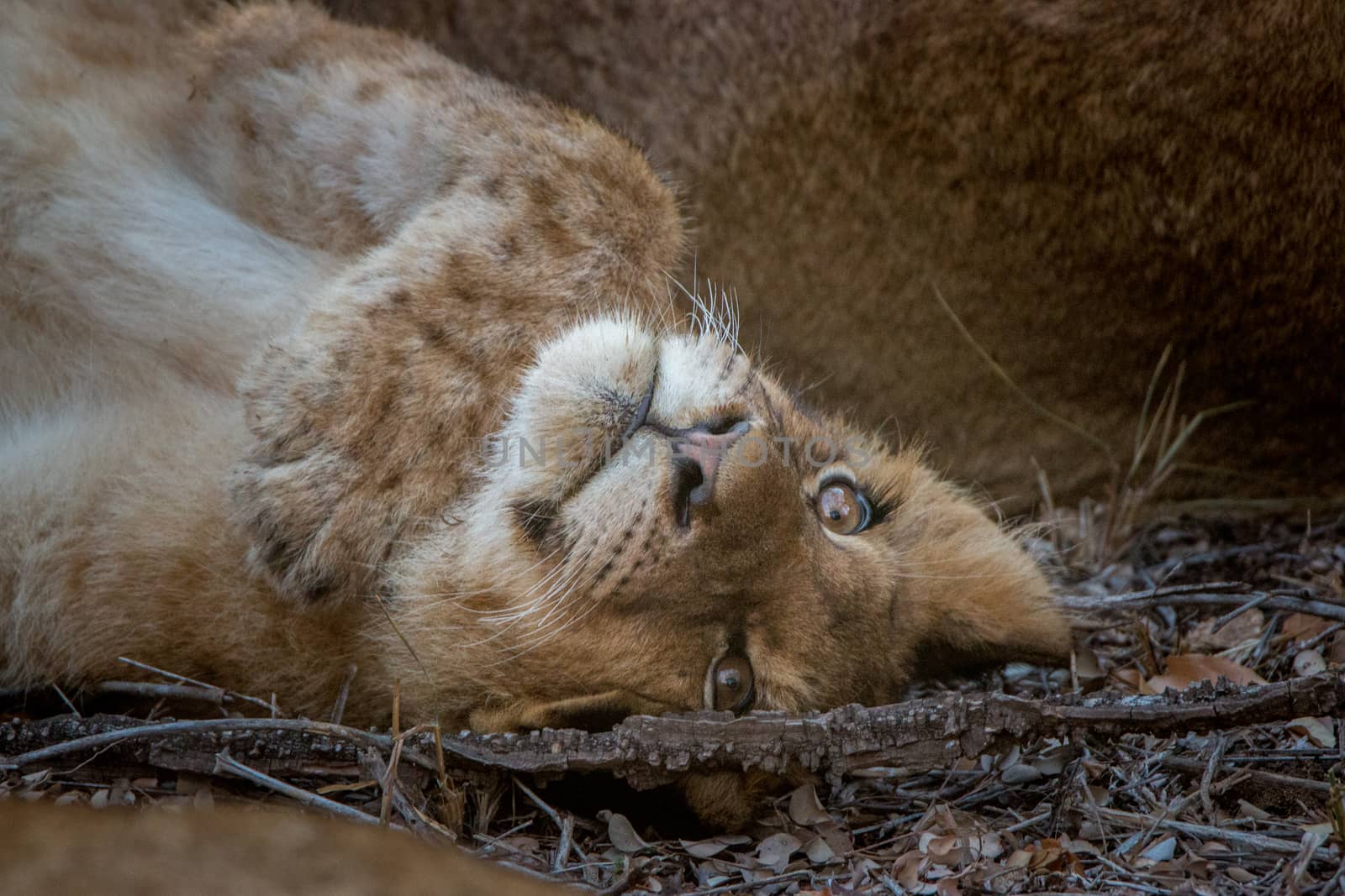 Young Lion cub starring on his back. by Simoneemanphotography