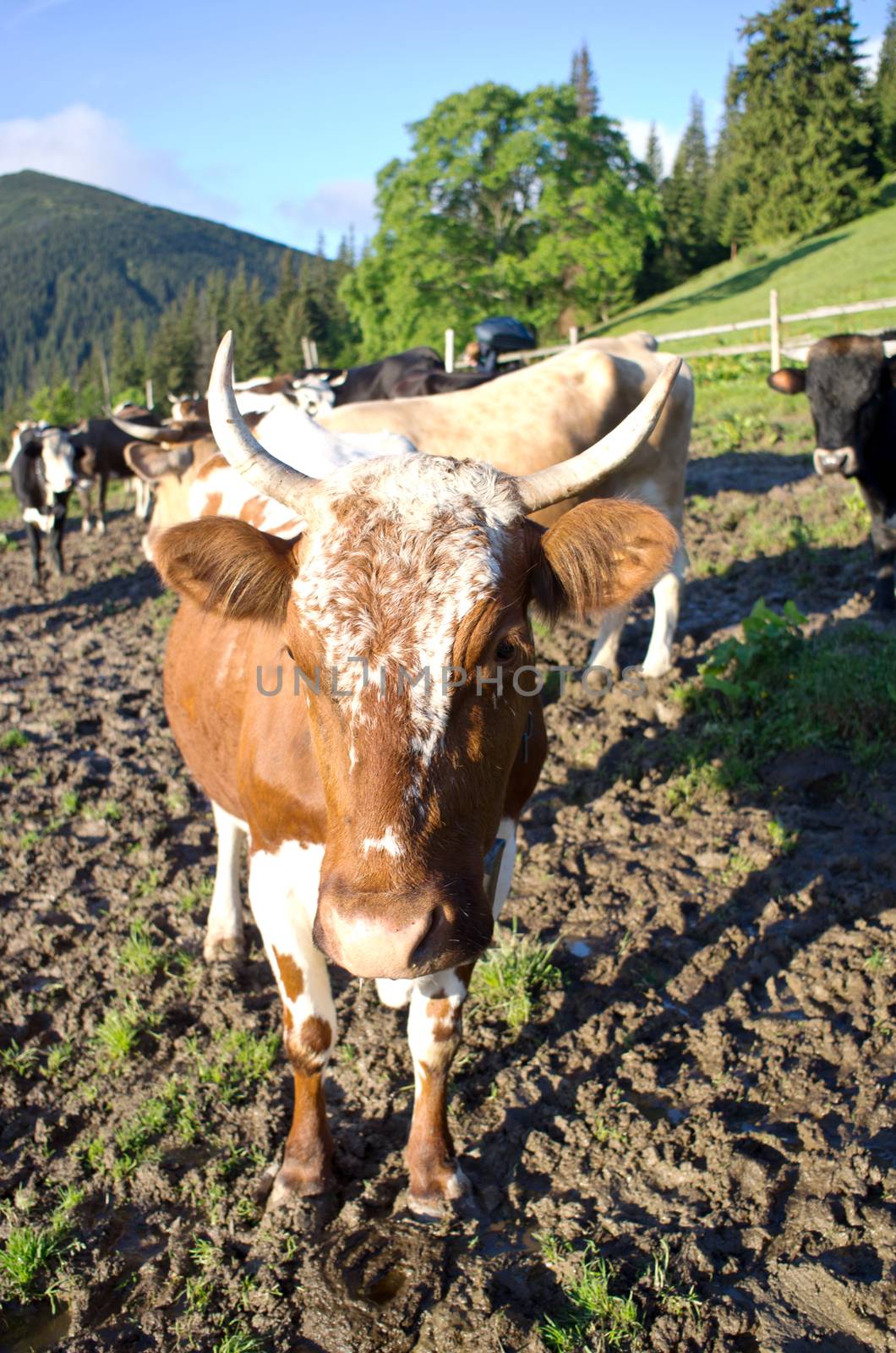 Dairy cows in paddock eating fresh grass under the blue sky by dolnikow