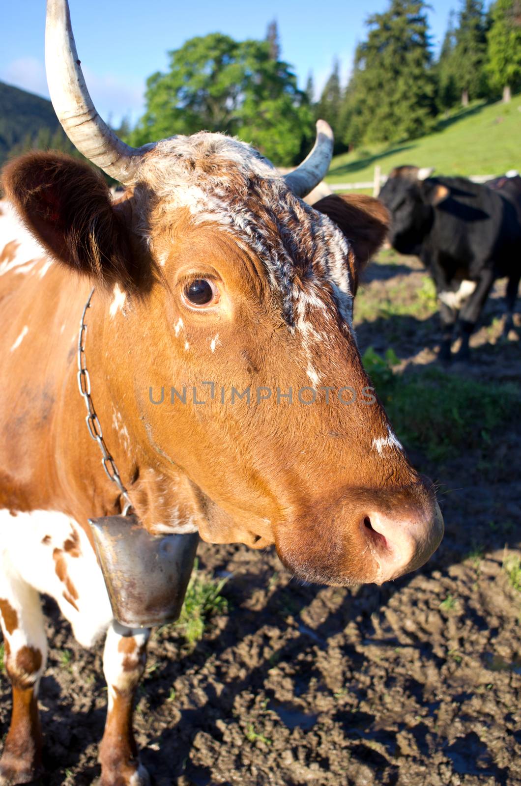 Dairy cows in paddock eating fresh grass under the blue sky