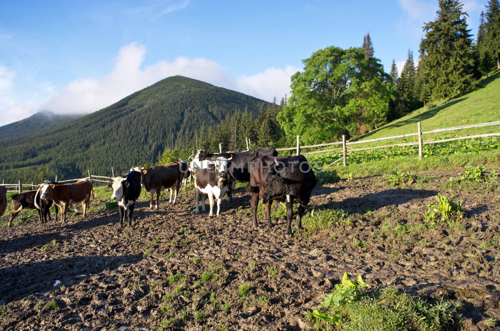 Dairy cows in paddock eating fresh grass under the blue sky by dolnikow