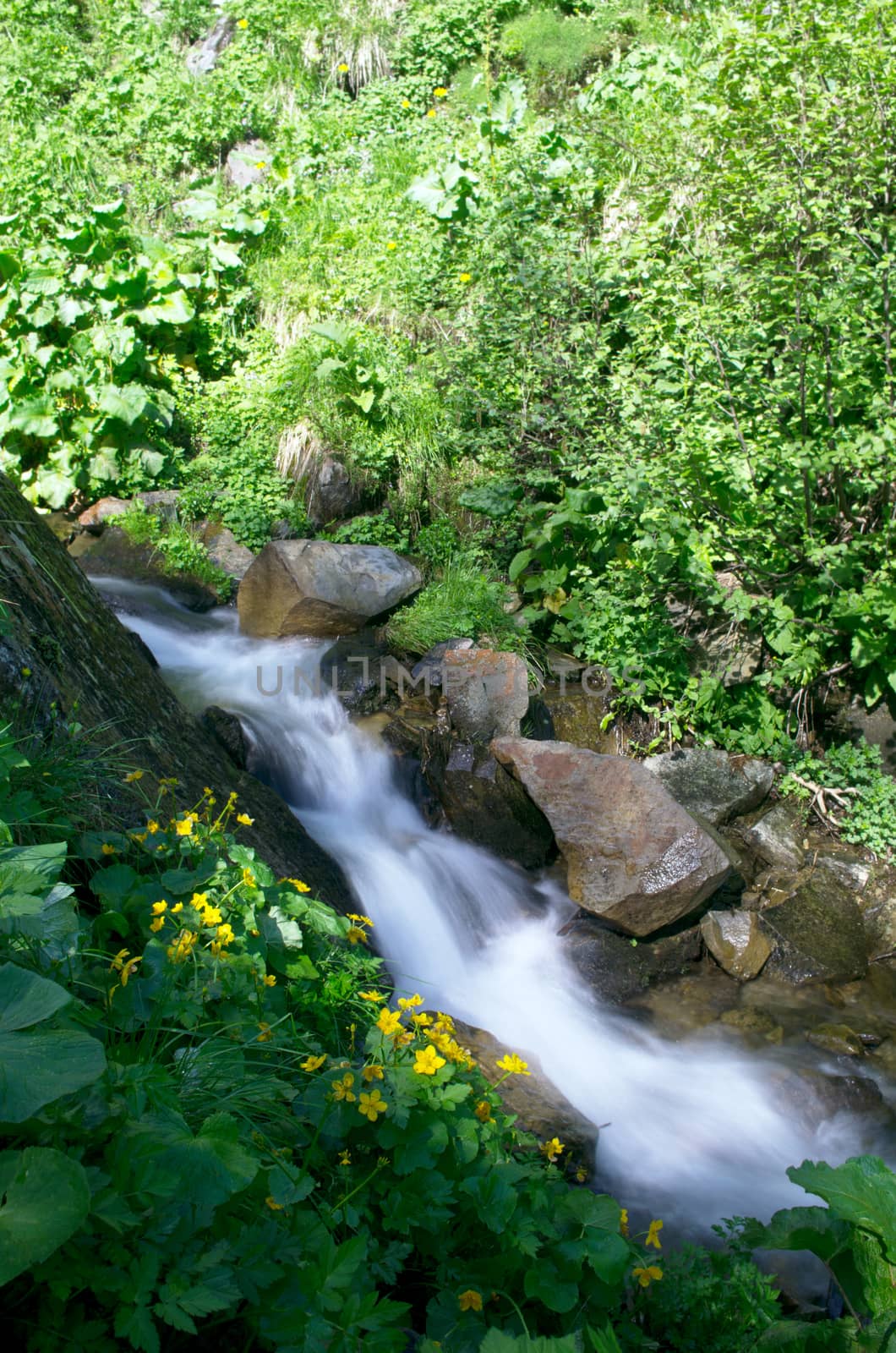 Mount river in summer. Karpathien mount. by dolnikow