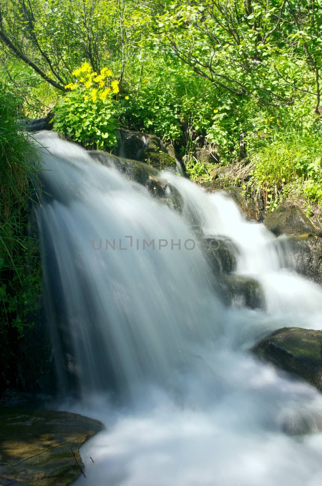 Mount river in summer. Karpathien mount.