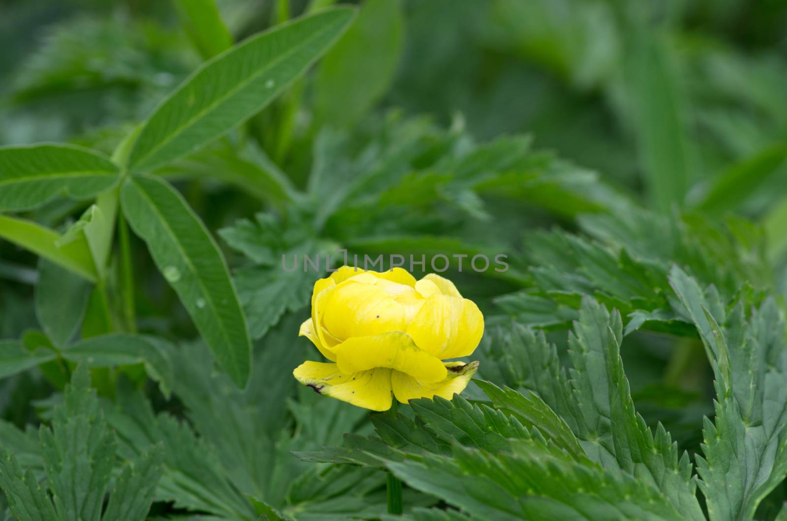 peony flowers, closeup of photo by dolnikow