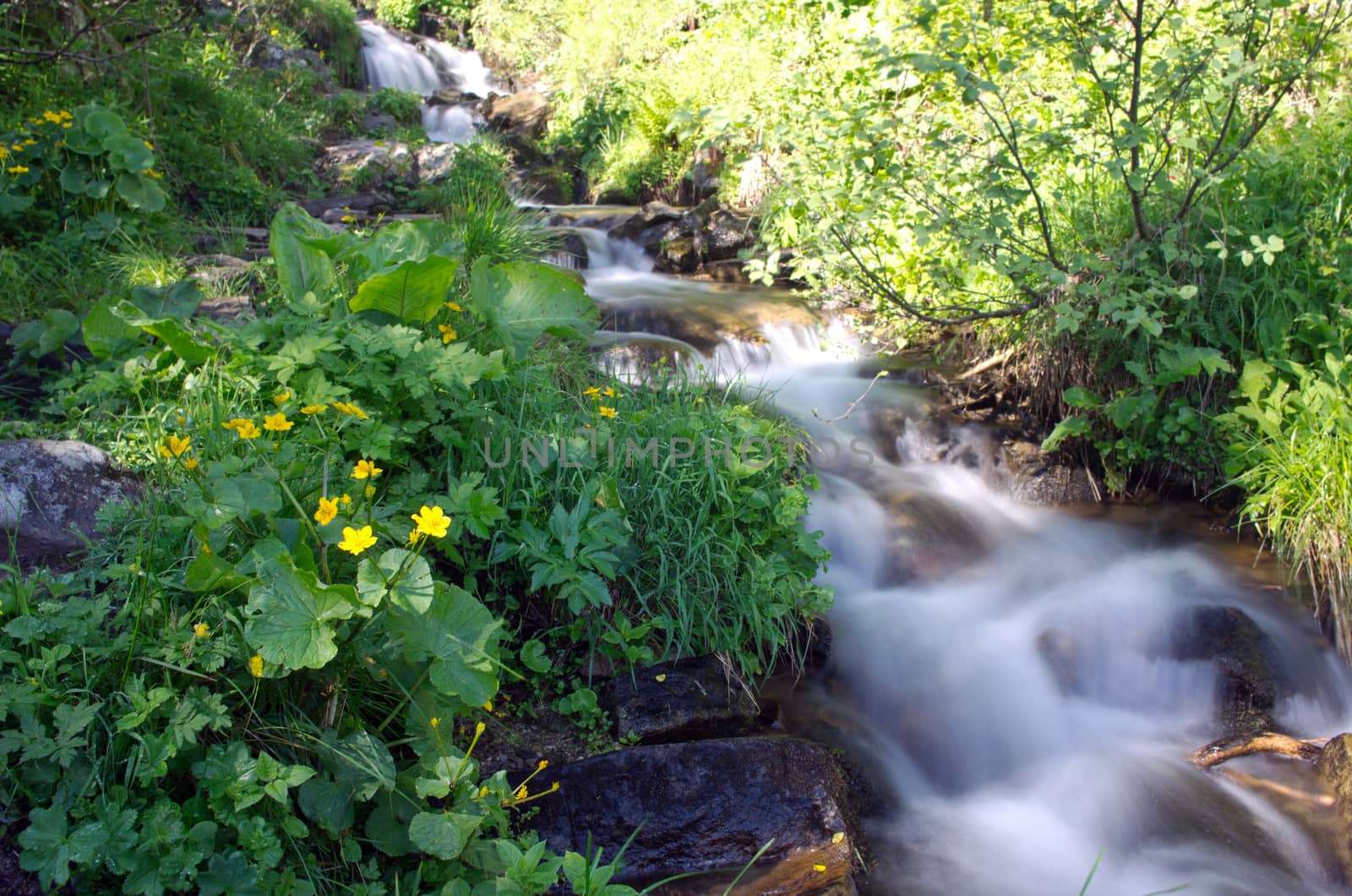 Mount river in summer. Karpathien mount. by dolnikow