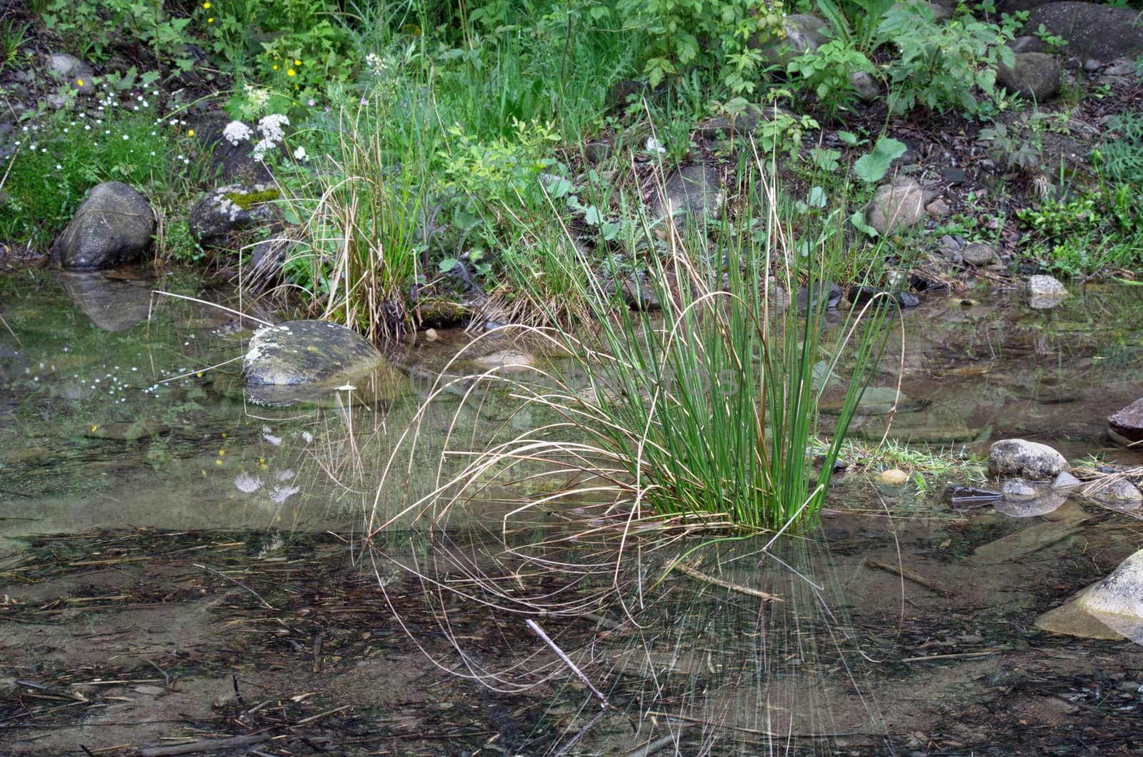 green reed grass in the water, with reflection by dolnikow