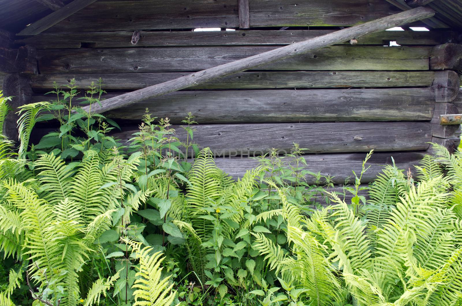 Wooden wall with close-growing ferns by dolnikow