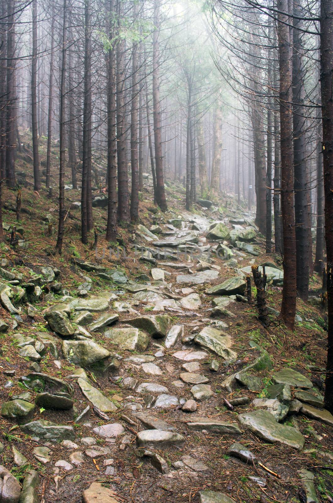 Beautiful summer forest mountain path