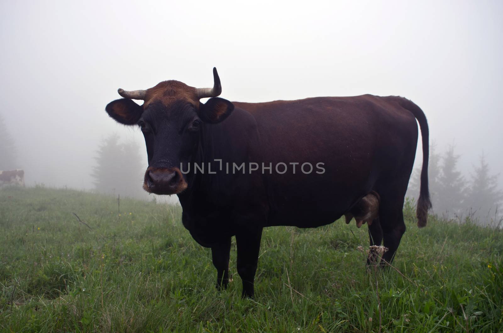 Cows grazing on mountain meadow by dolnikow