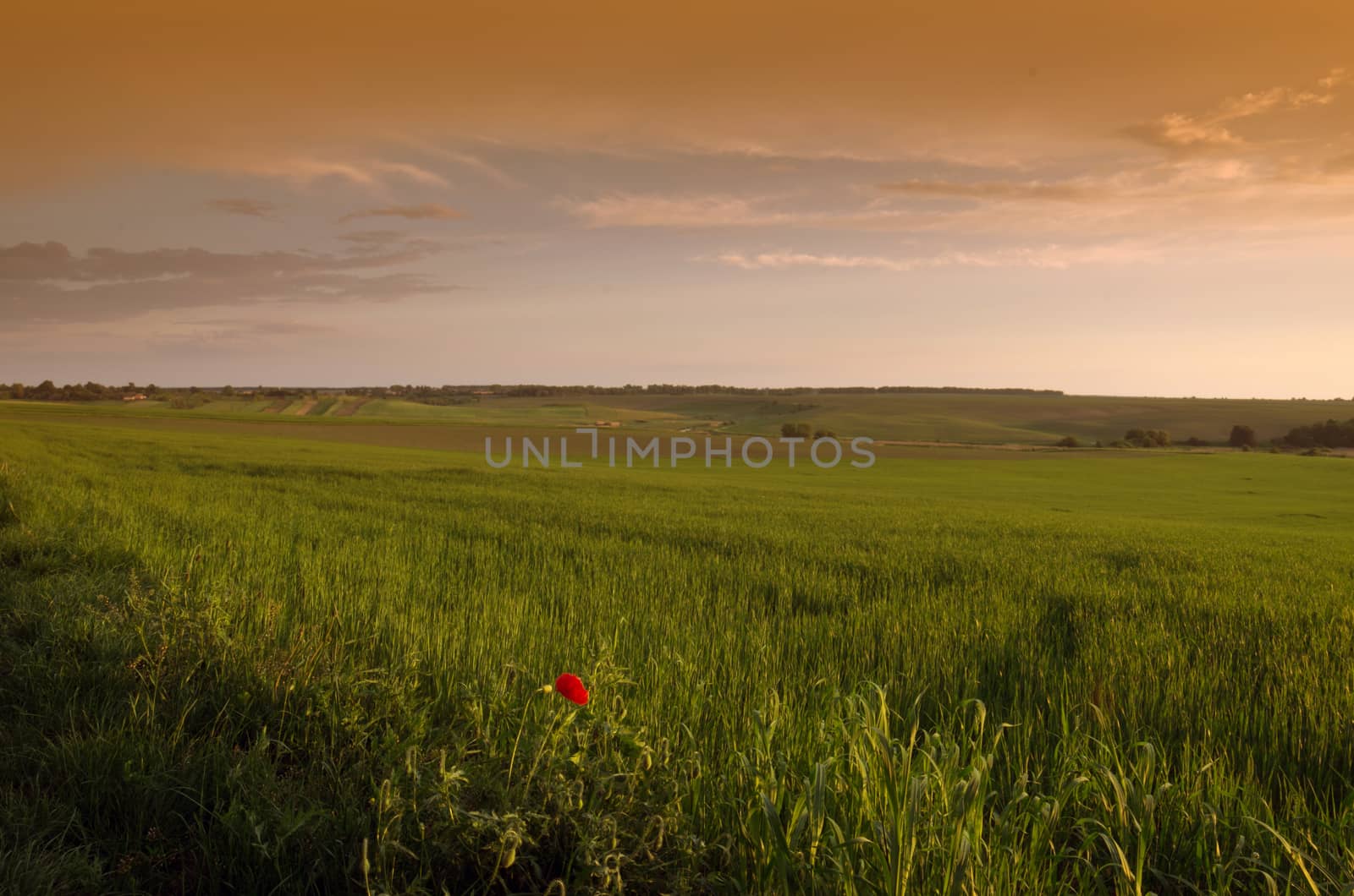 Bright sunset over wheat field. by dolnikow