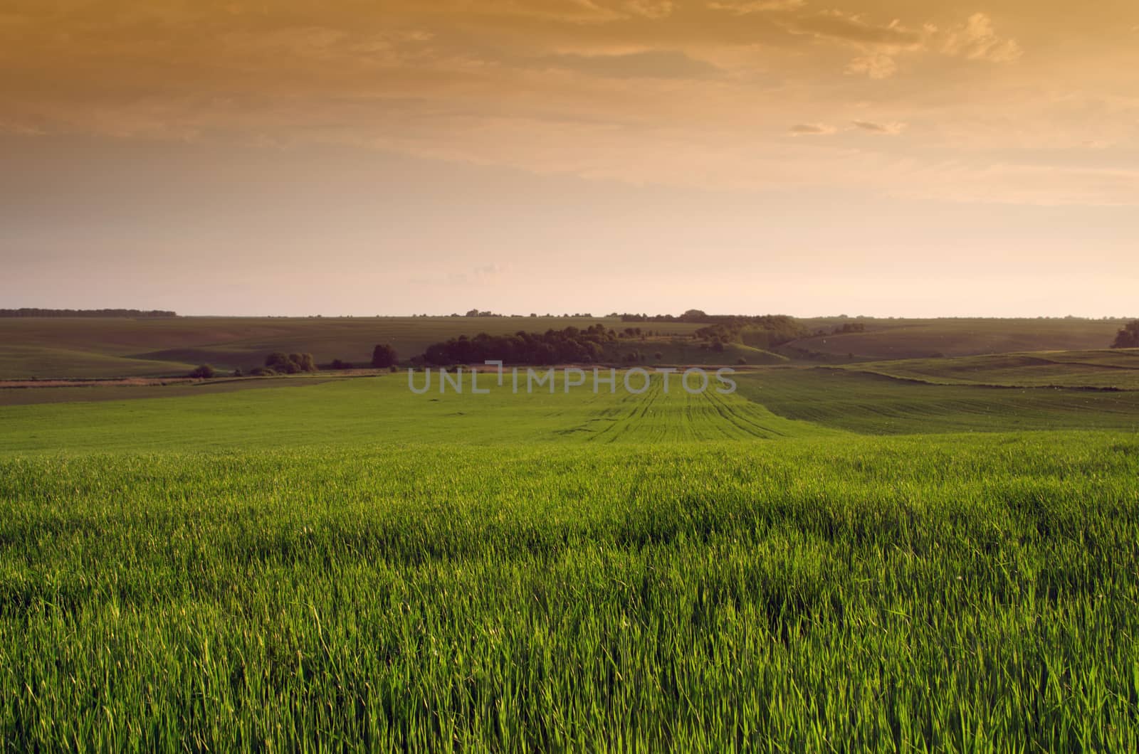 Bright sunset over wheat field. by dolnikow