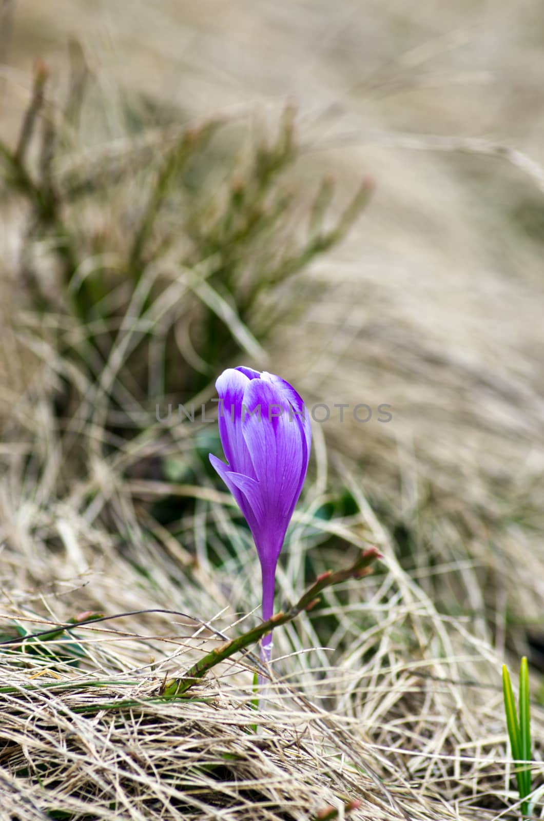 Spring crocus flowers on green natural background. Selective foc by dolnikow