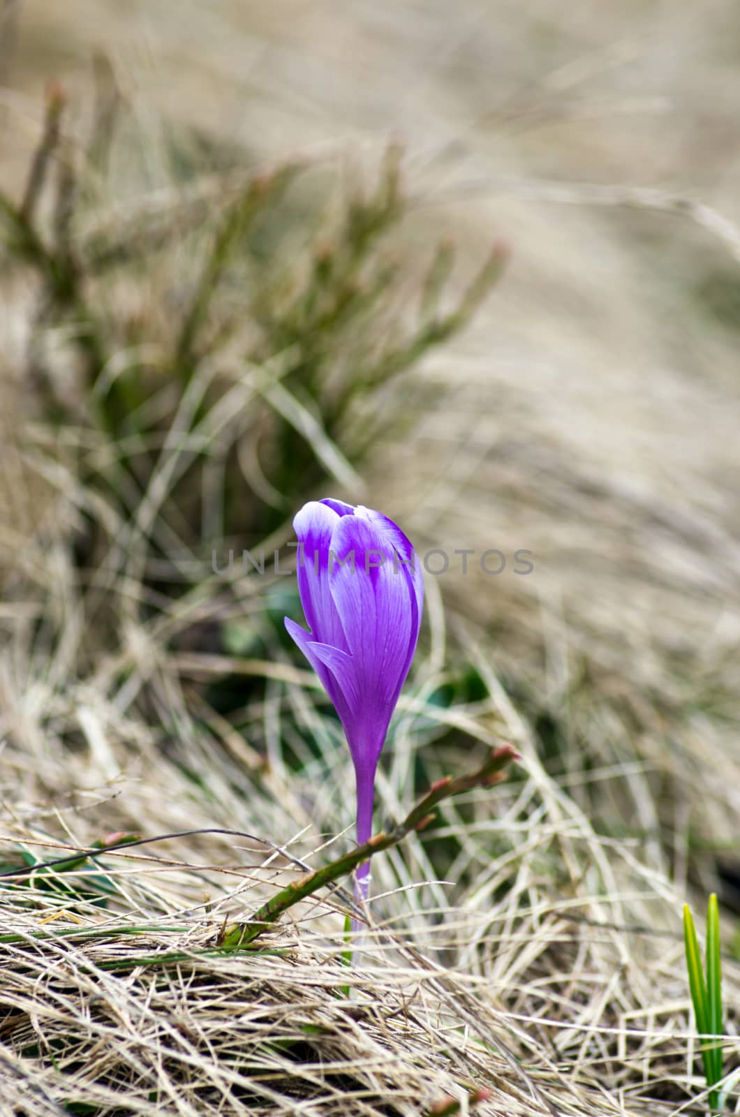 Spring crocus flowers on green natural background. Selective focus