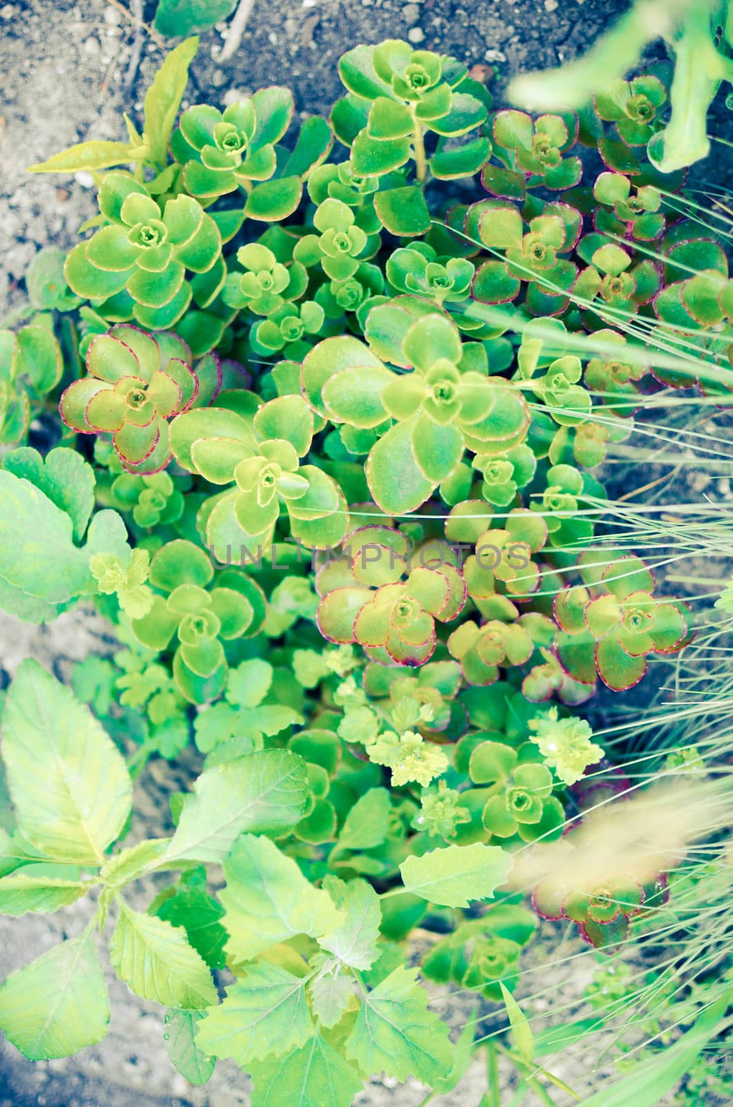 nature background of leaves on the front of the ground