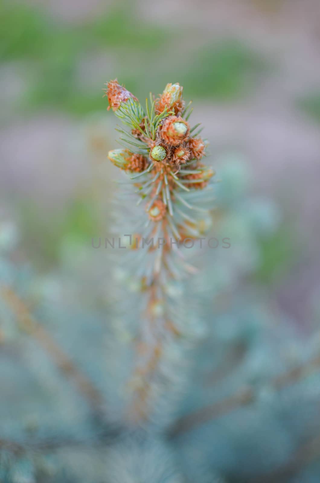 Blue spruce branches on background by kimbo-bo