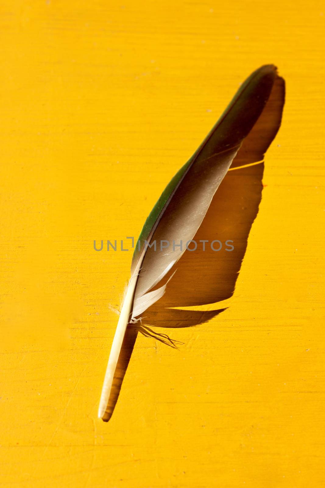 photo image yellow wood with plume