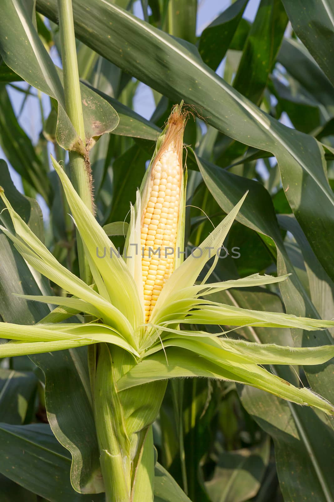 Close up corn on the stalk in the field