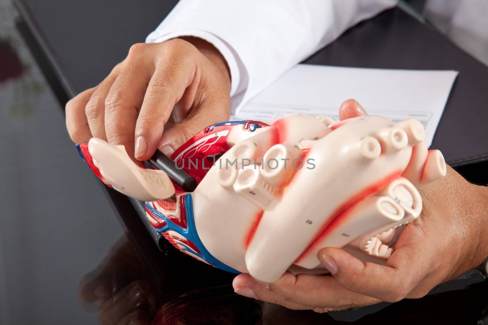 Doctor showing a model of a heart