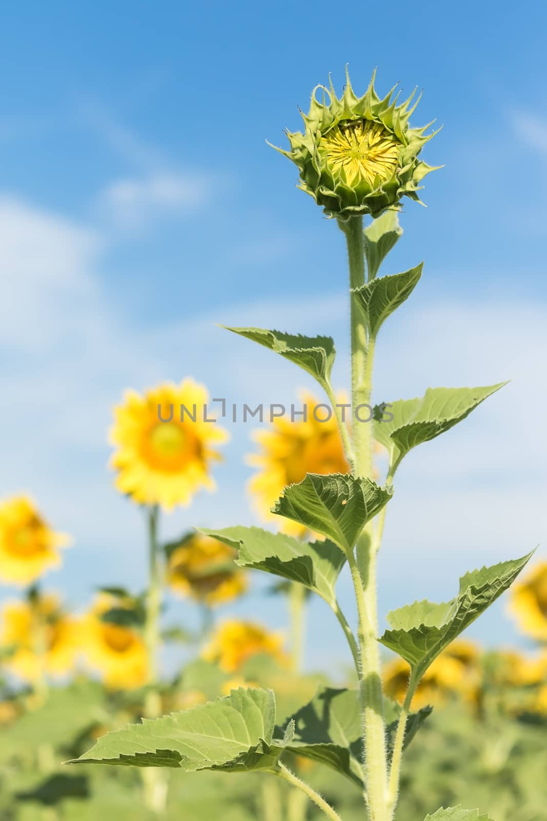 Sunflower growth and blooming in field   by stoonn