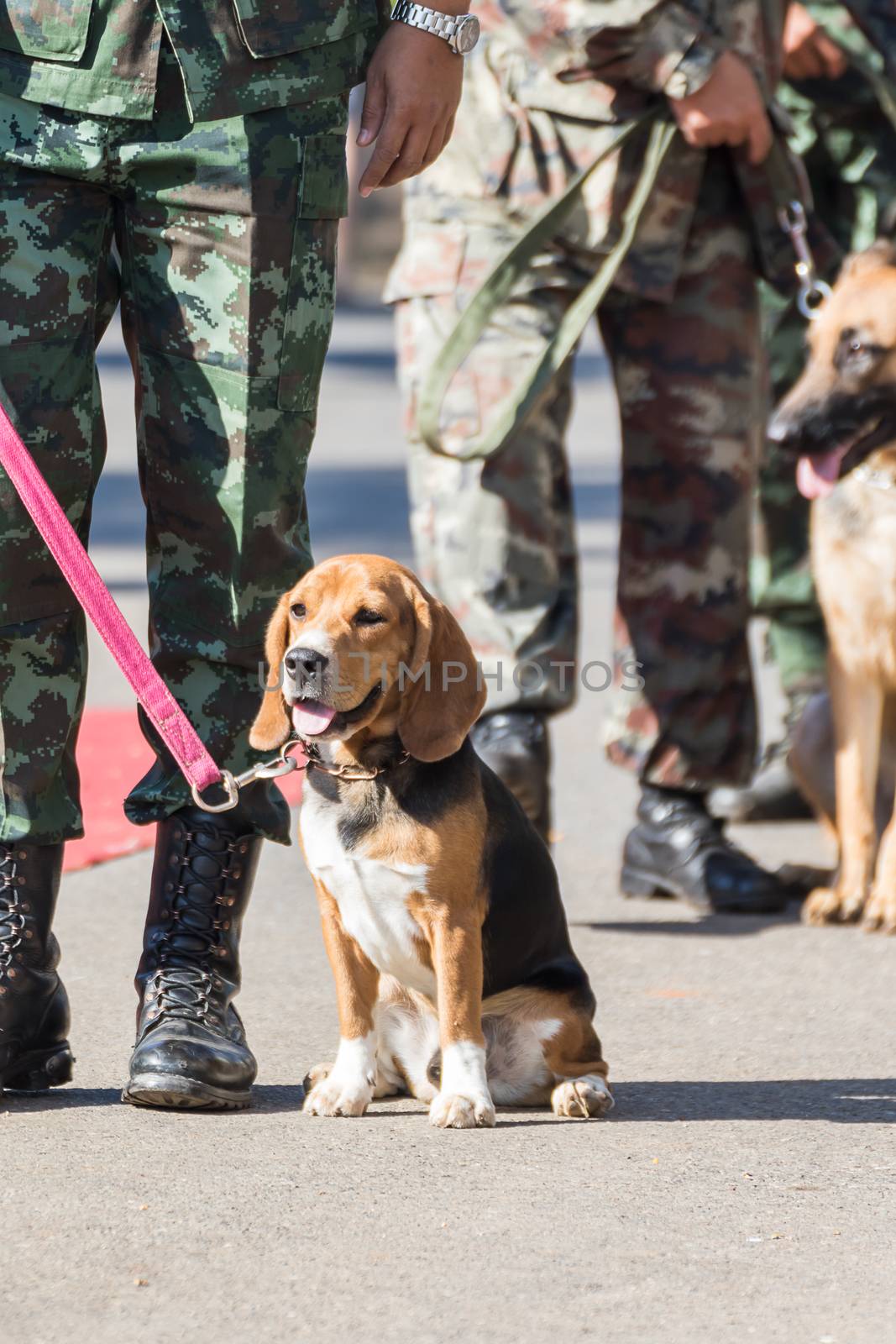 Army Soldier with dog, Training dogs of war