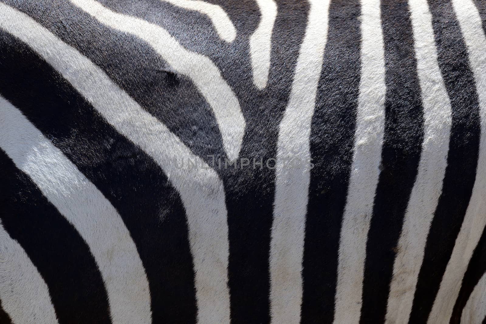 Zebra skin by byrdyak