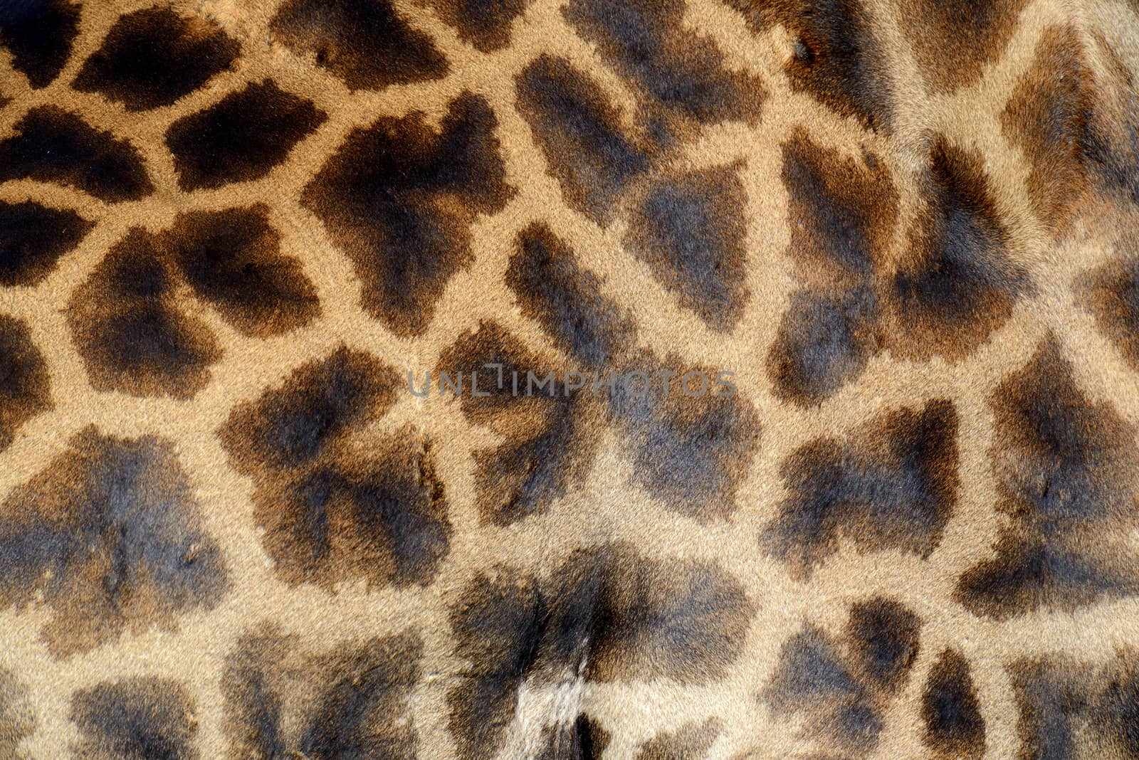 Giraffe skin by byrdyak