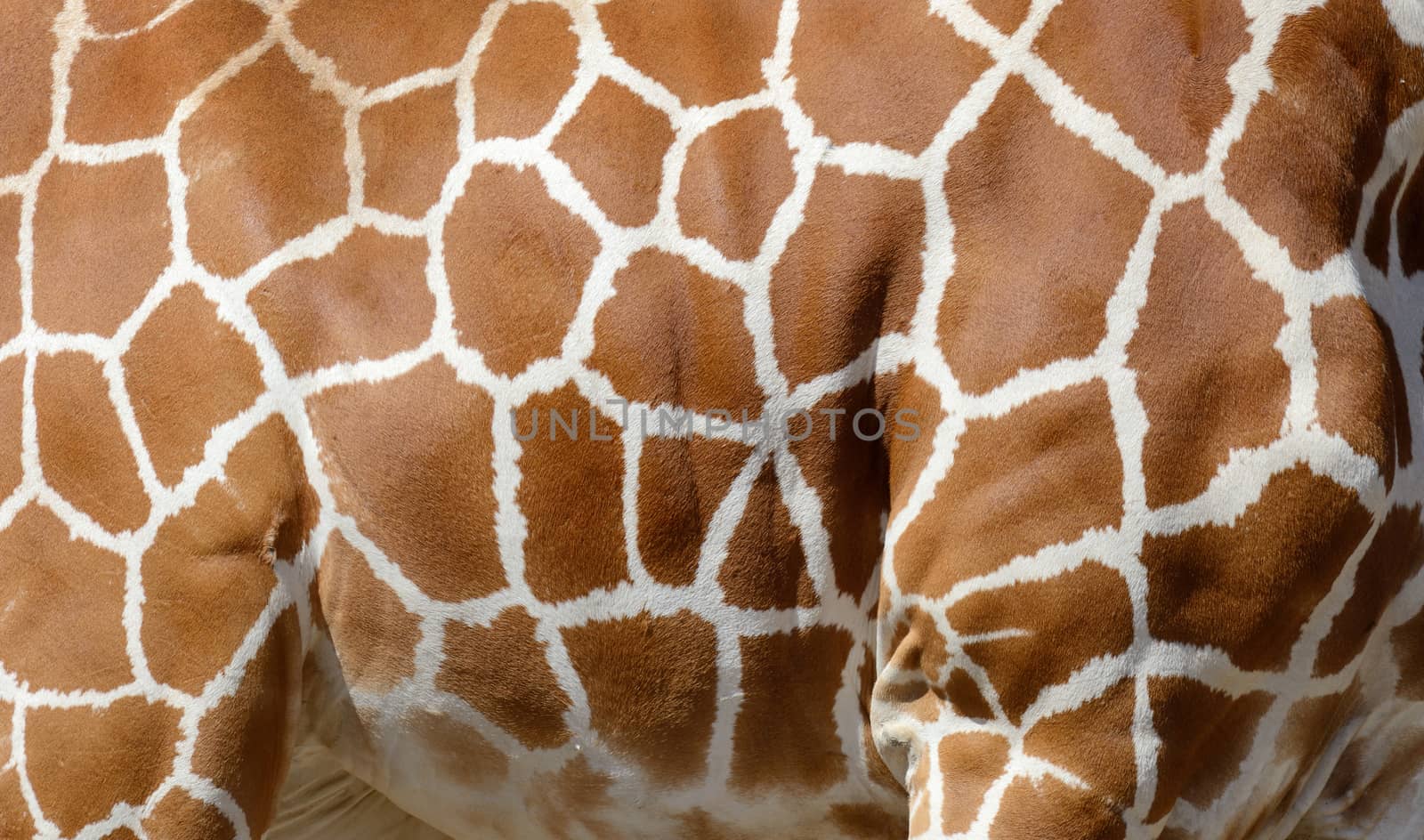 Genuine leather skin of giraffe with light and dark brown spots