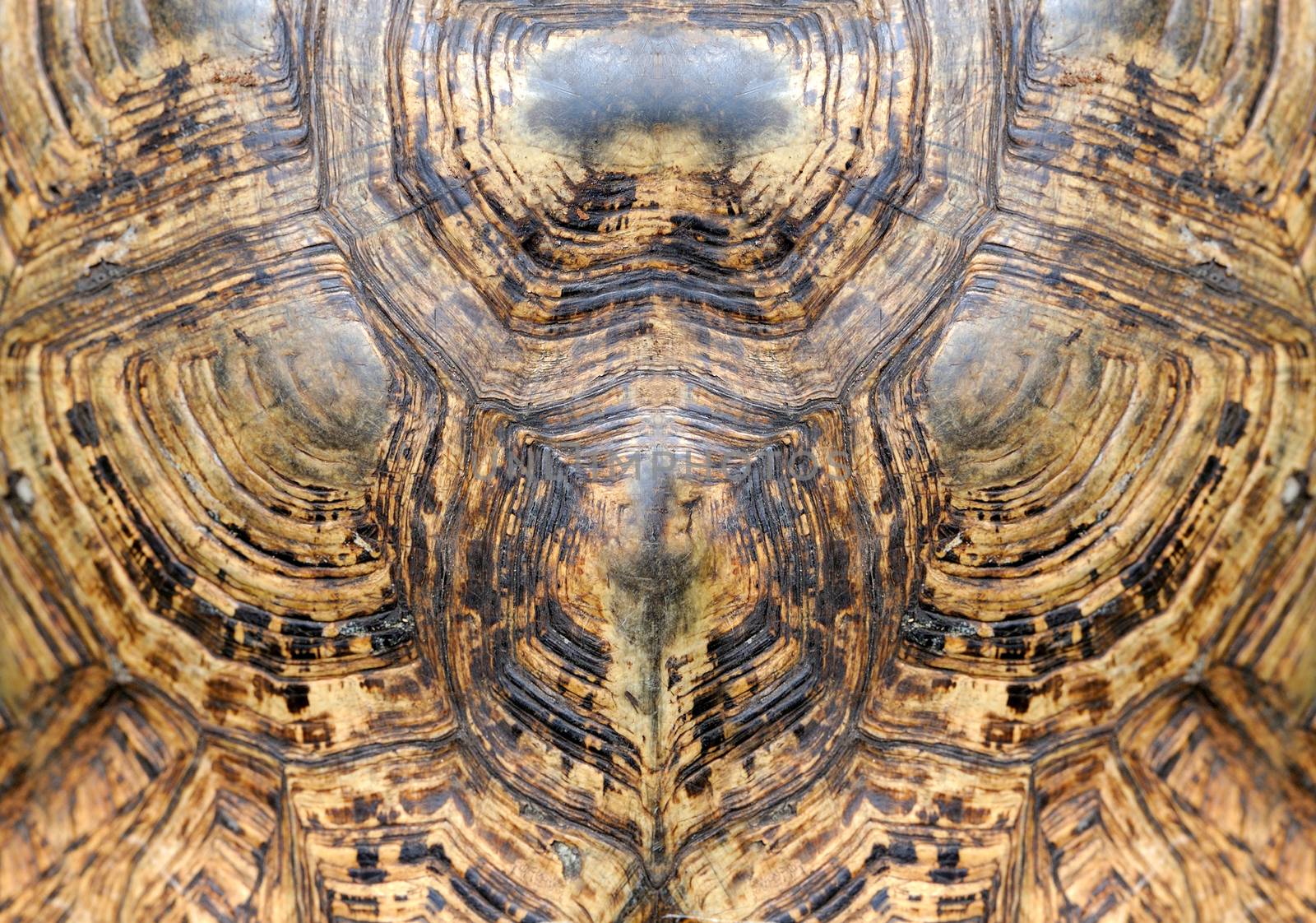 Turtle carapace by byrdyak
