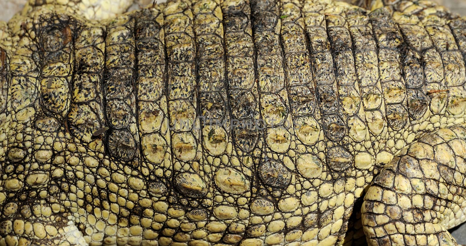 Close-up real crocodile skin