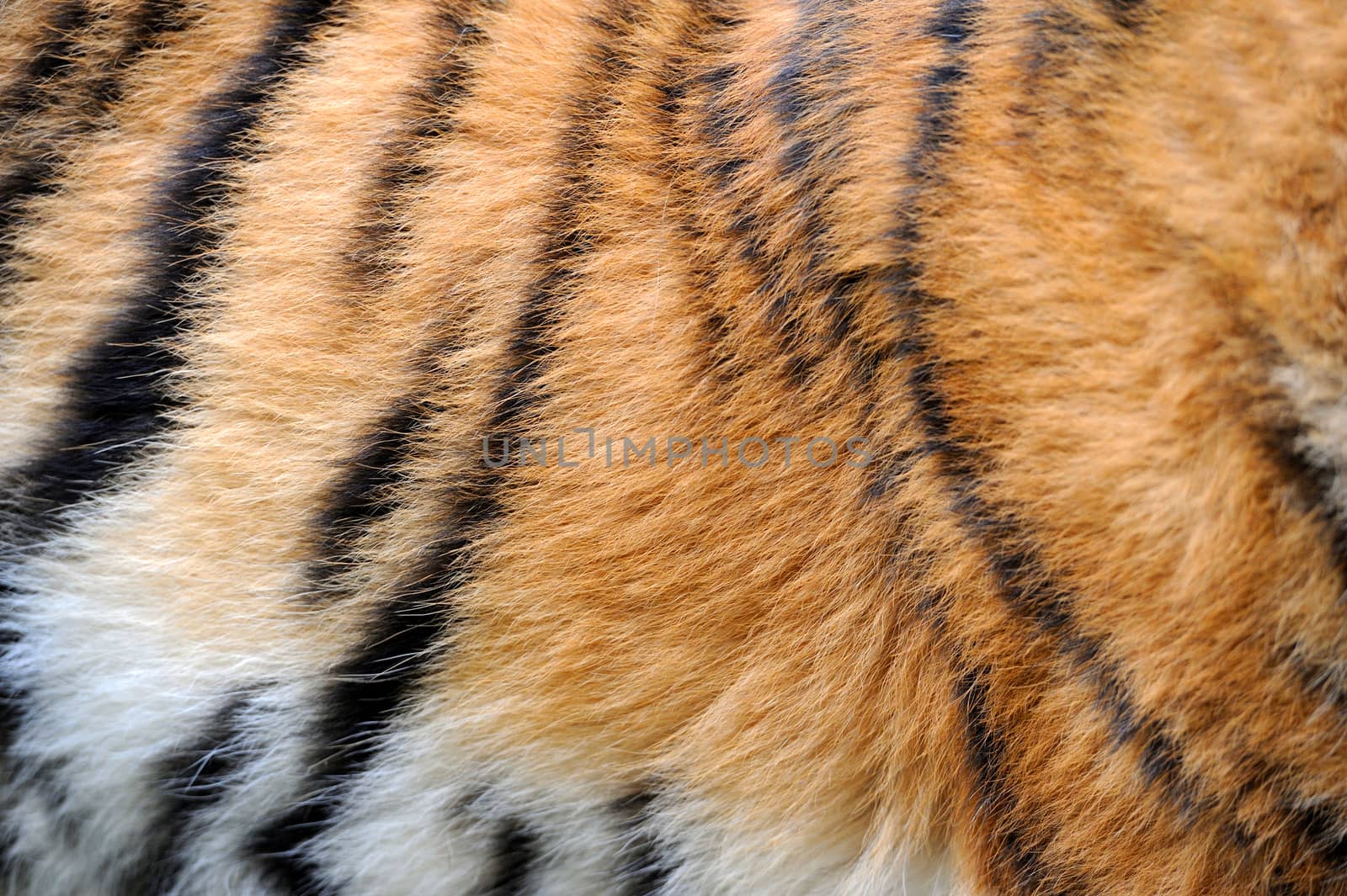 Close-up texture of real tiger skin