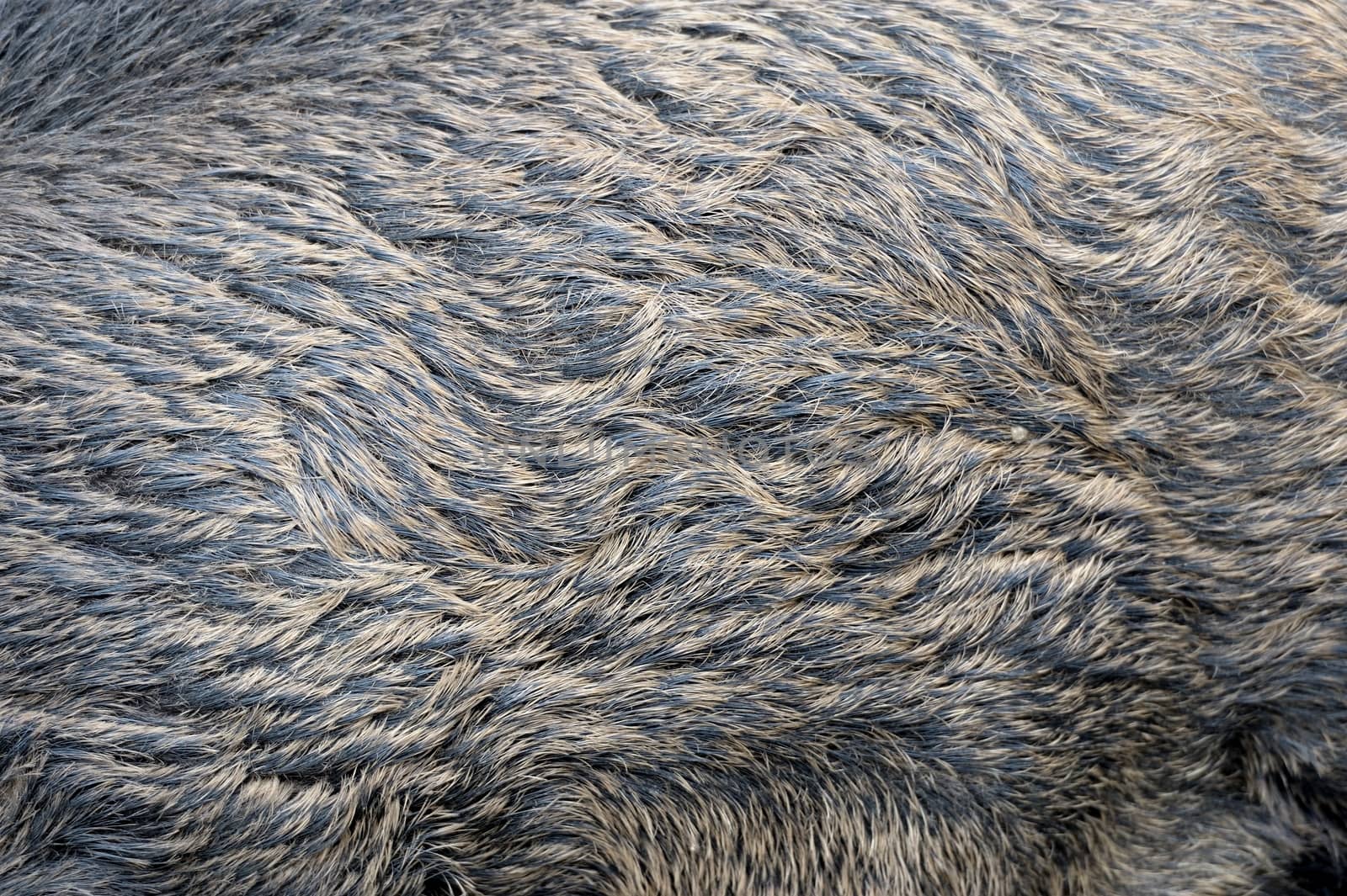 Texture of a skin of a wild boar as background