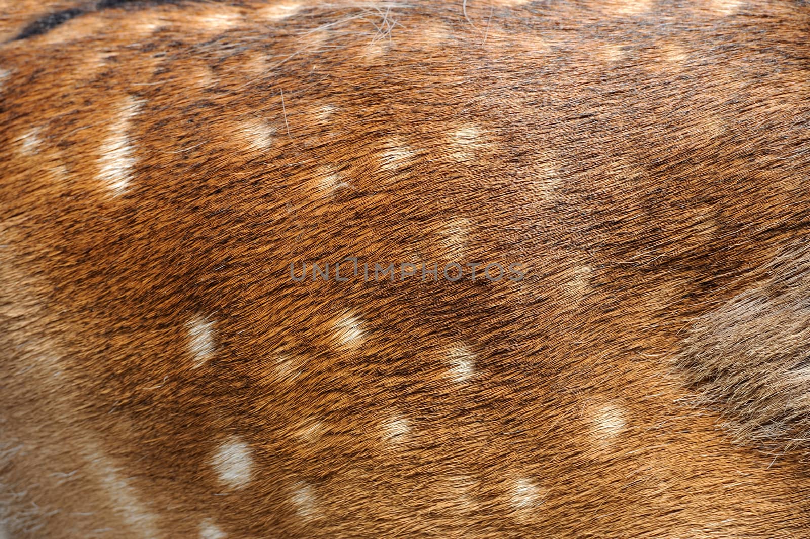 Texture deer fur by byrdyak