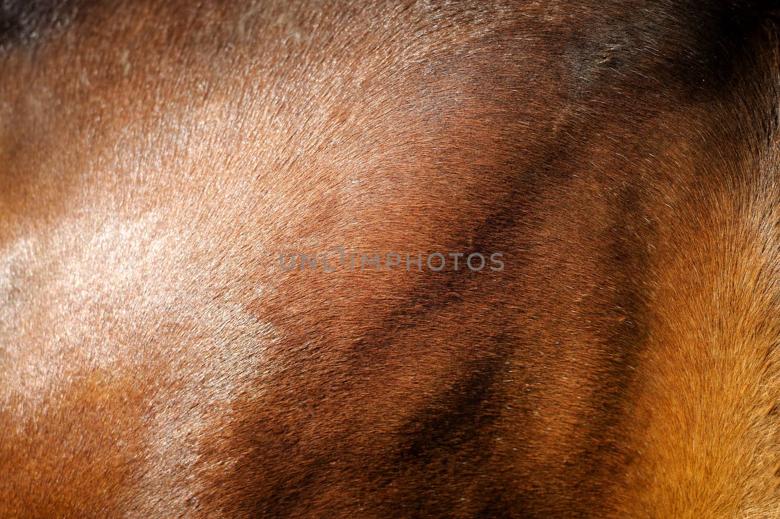 Close-up of textured pelt from a young brown horse