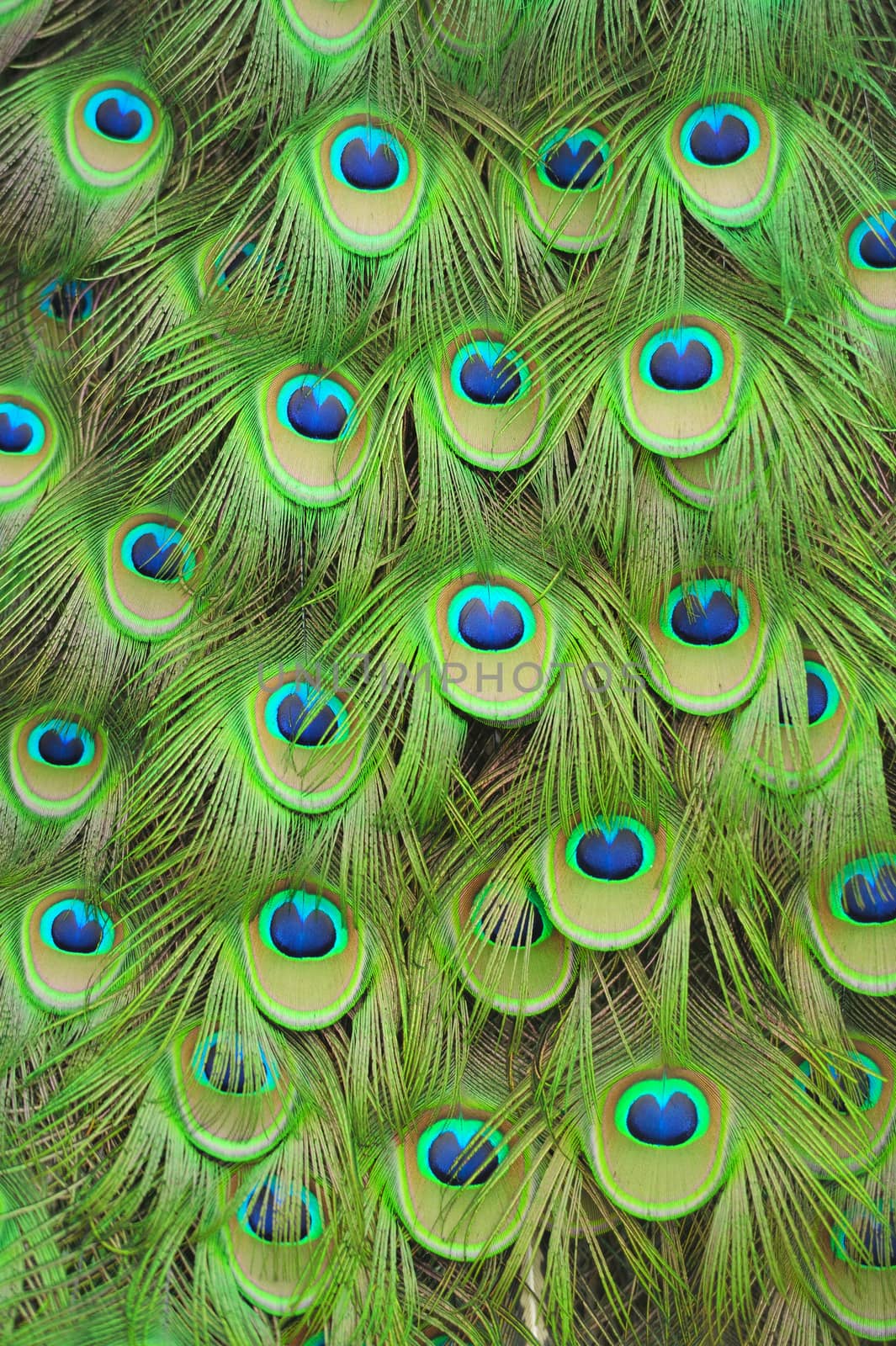 Peacock feathers by byrdyak