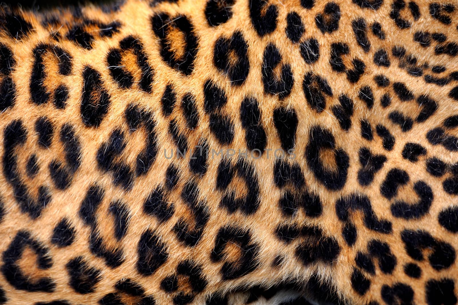 Leopard skin texture for background