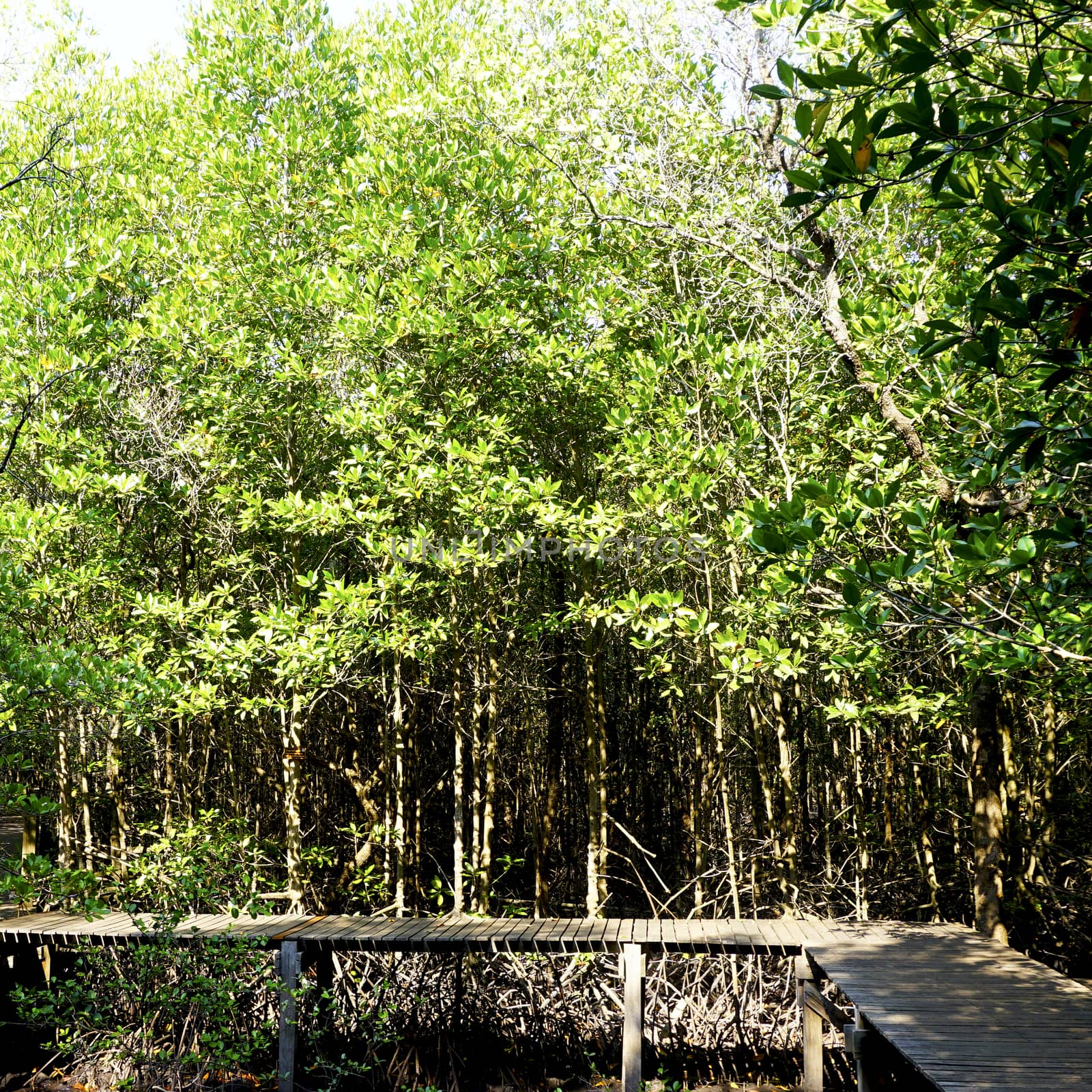 forest mangrove and the bridge in chantaburi, Thailand