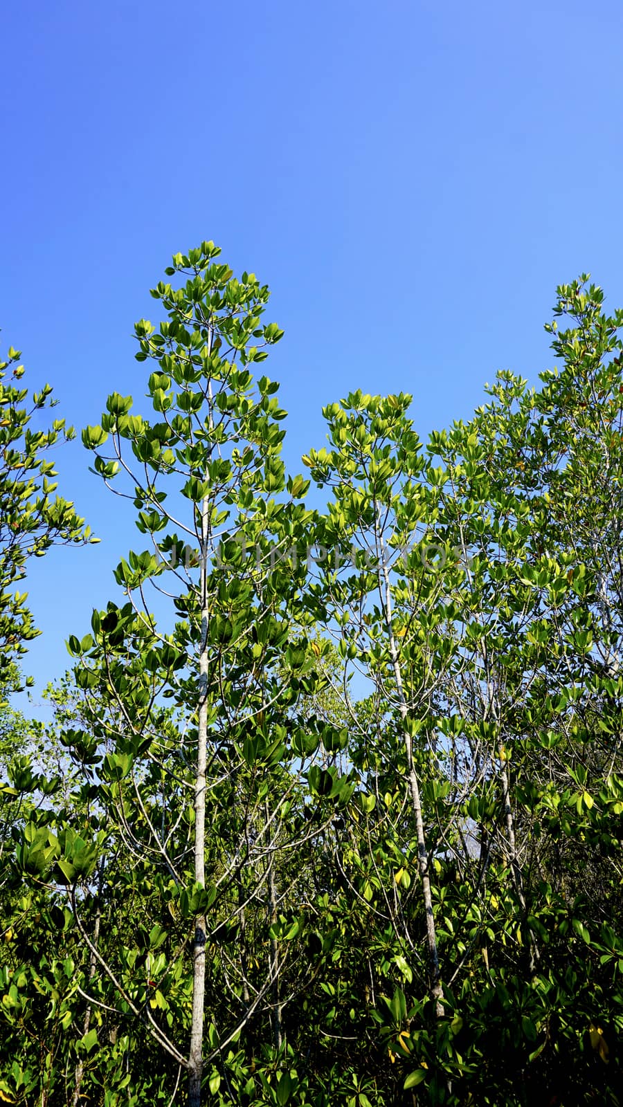 forest mangrove vertical in chantaburi, Thailand