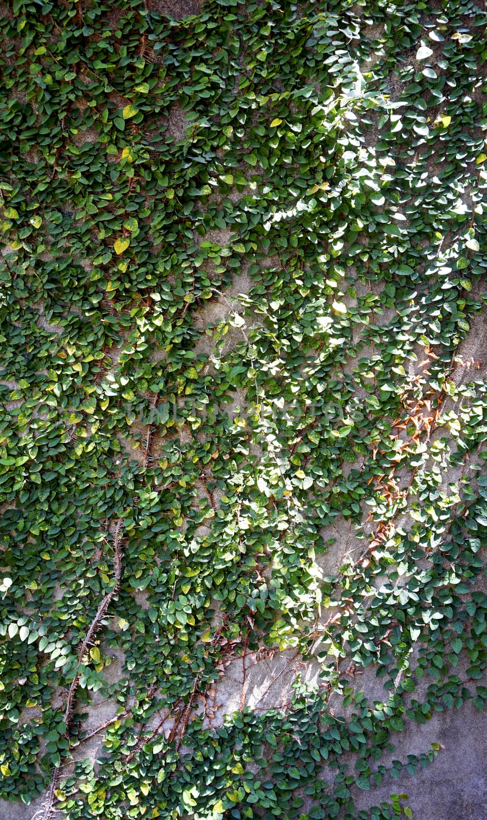 green wall on building exterior vertical
