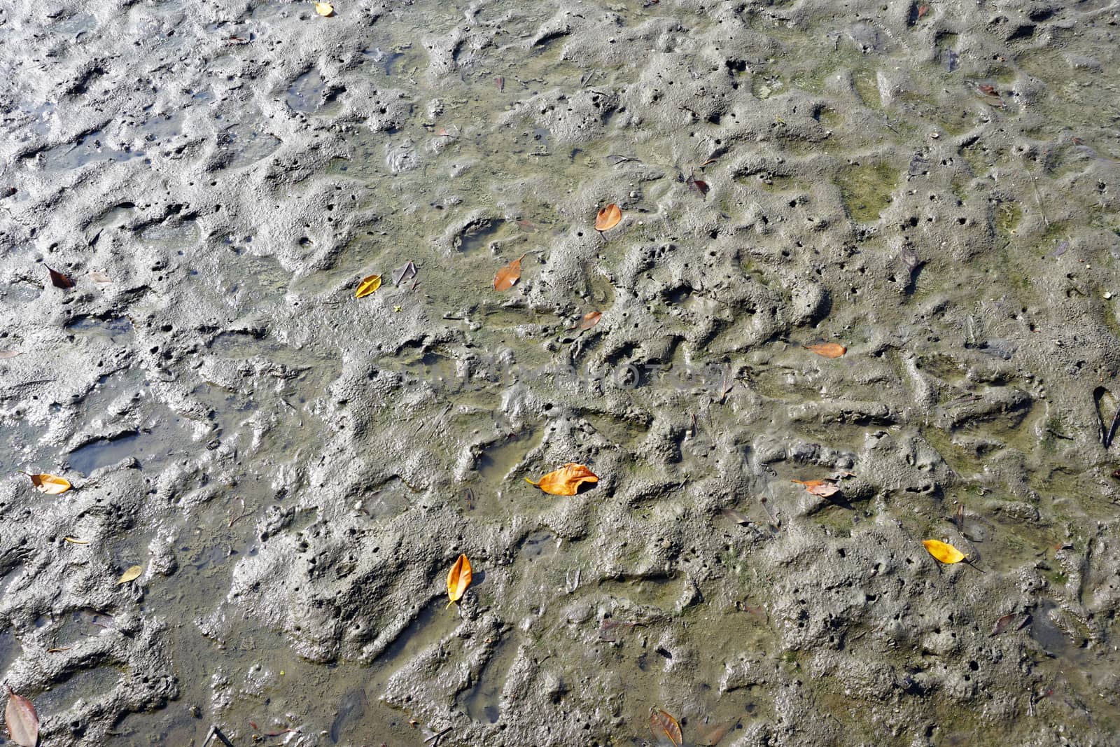 mud textured background wet floor            